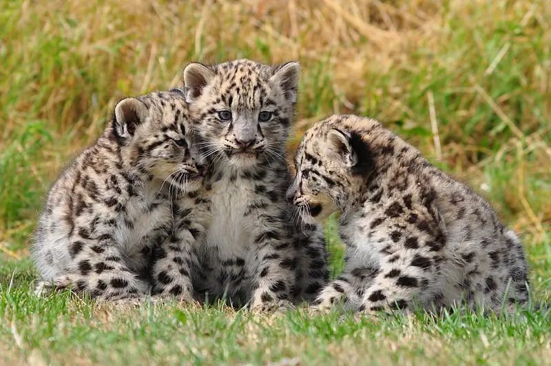 Te cuento algunas cosas sobre  el "Leopardo de las nieves"