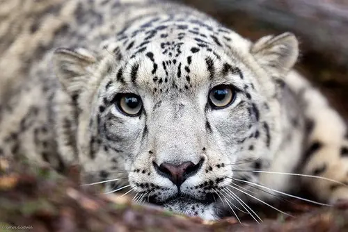 Te cuento algunas cosas sobre  el "Leopardo de las nieves"