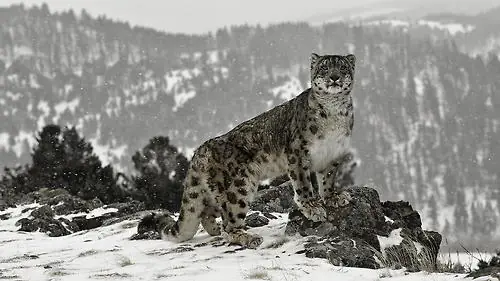 Te cuento algunas cosas sobre  el "Leopardo de las nieves"