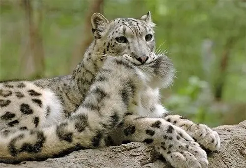 Te cuento algunas cosas sobre el "Leopardo de las nieves"