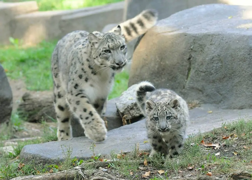 Te cuento algunas cosas sobre  el "Leopardo de las nieves"