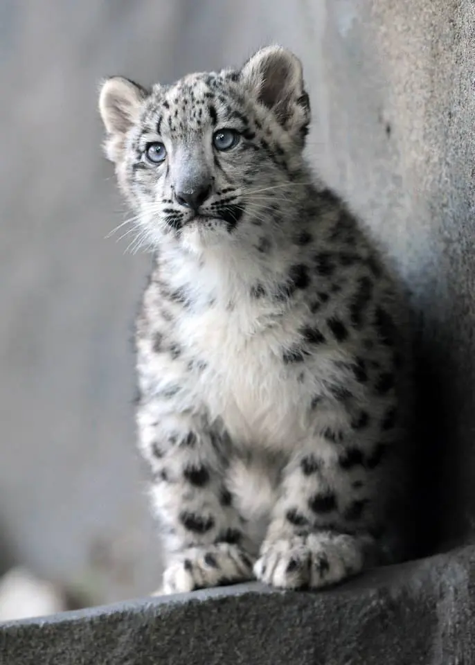 Te cuento algunas cosas sobre el "Leopardo de las nieves" Te cuento algunas cosas sobre el "Leopardo de las nieves"