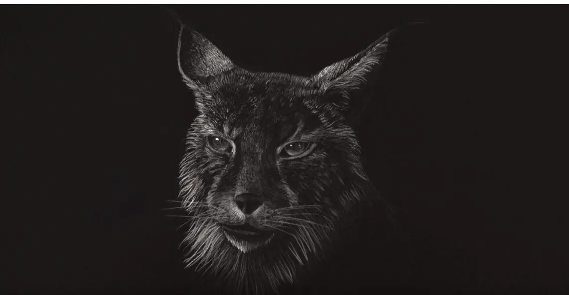 lince