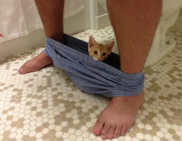 felino