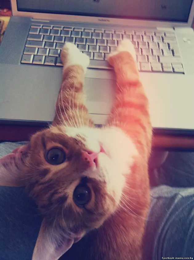 gatos