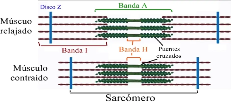 anatomia