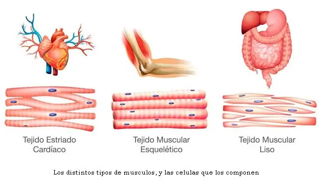 medicina