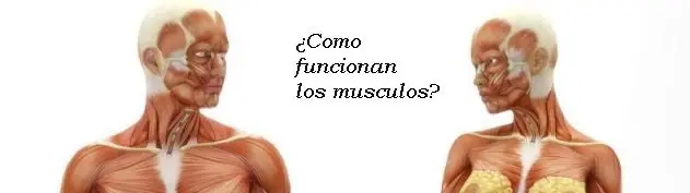 ¿Como funcionan los músculos?