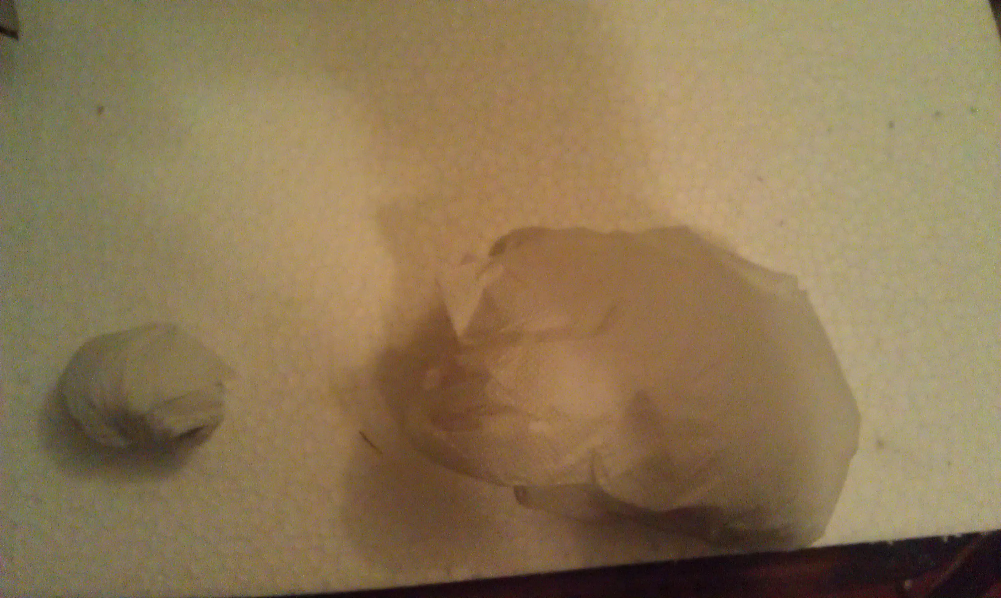 arte