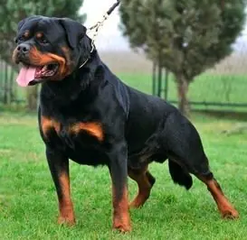 perros