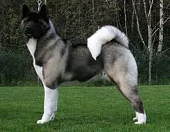 Los Perros mas Fuertes del Mundo