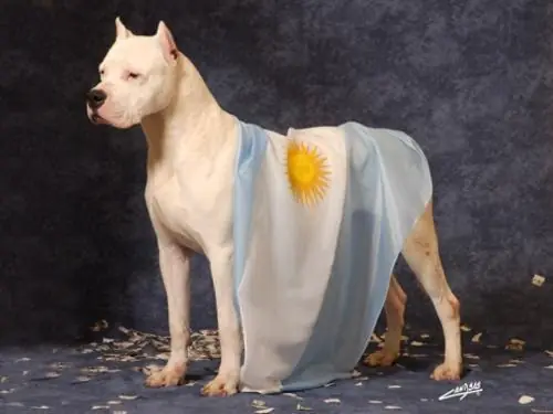 perros