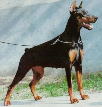 perros de combate