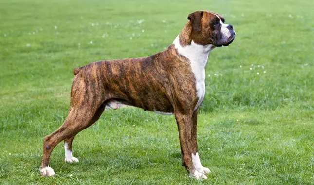 perros de combate