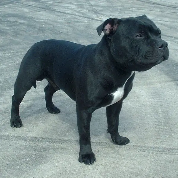 perros de guardia