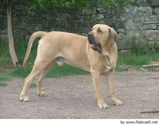 perros de guardia