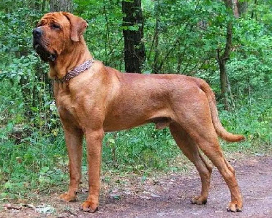 perros peligrosos