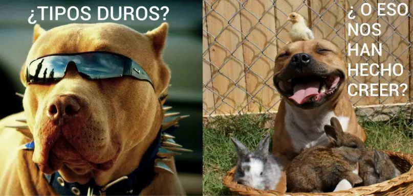 perros de guardia