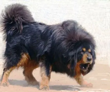perros peligrosos