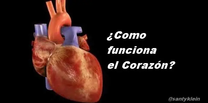 ¿Como funciona el Corazón?