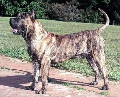 perros de combate