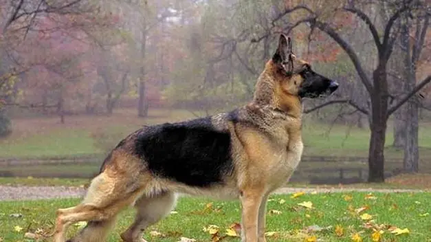 perros peligrosos