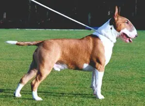 perros peligrosos