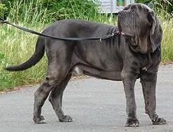 perros de guardia