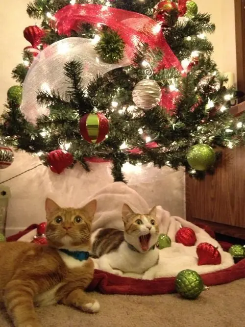 Gatos