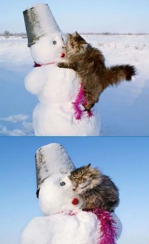 20 graciosas imágenes de gatos vs navidad! xD