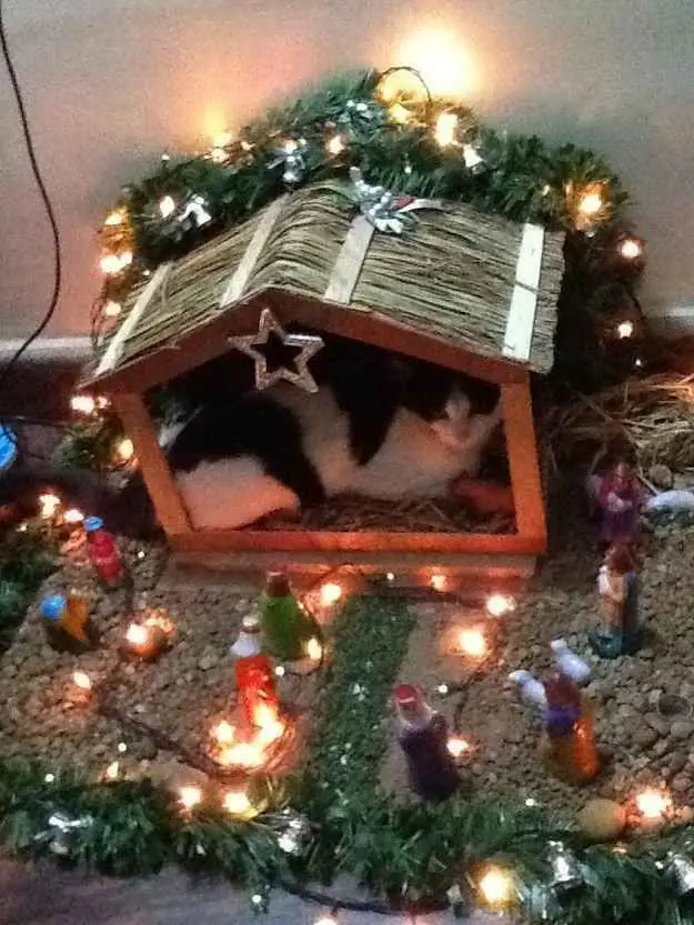 20 graciosas imágenes de gatos vs navidad! xD
