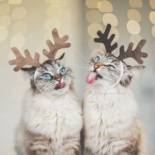 Arboles de navidad
