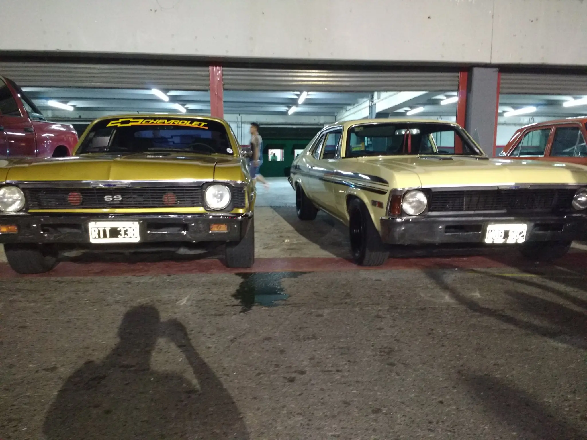 falcon