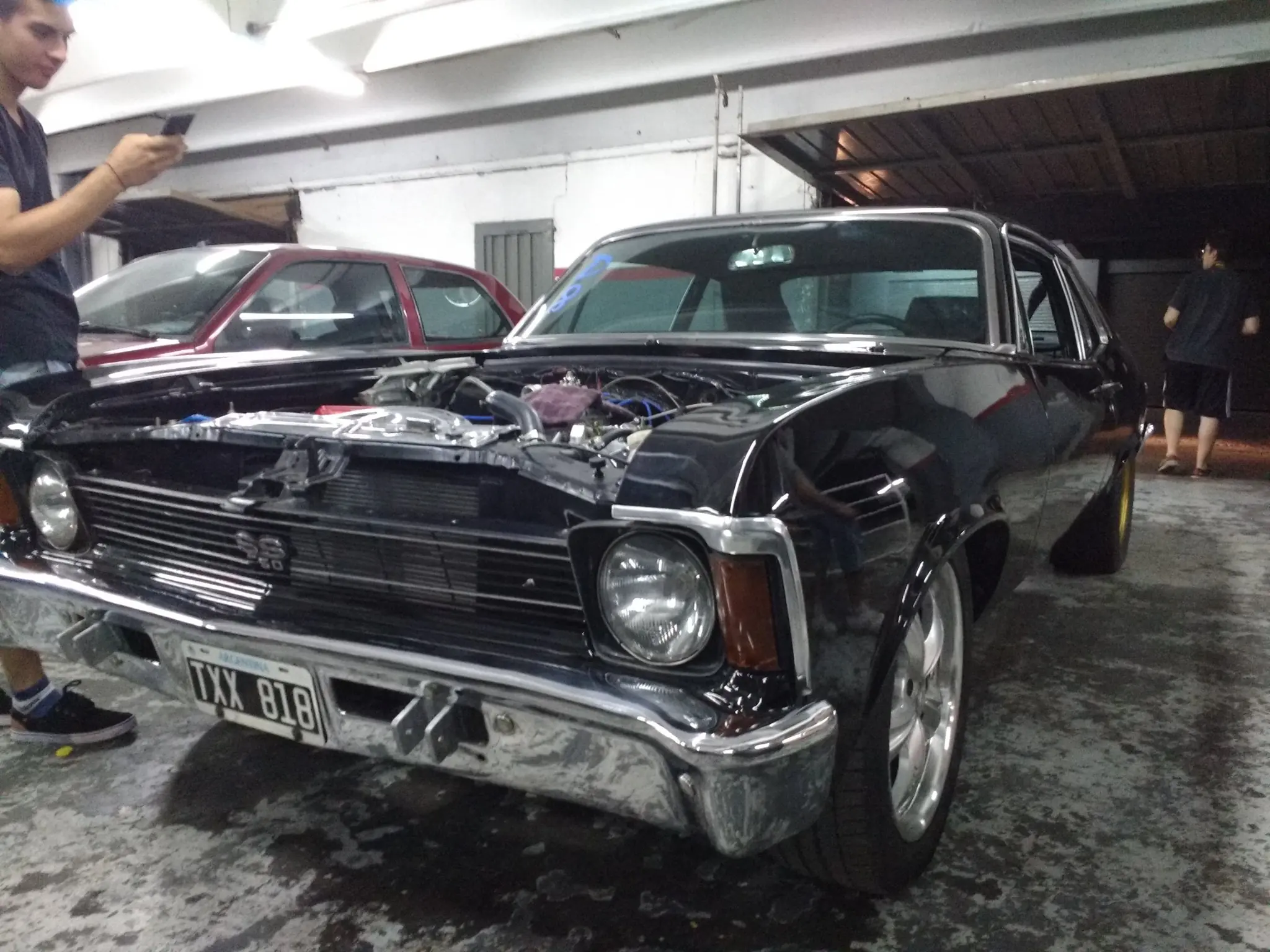 falcon