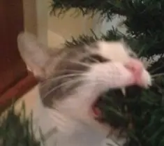 20 graciosas imágenes de gatos vs navidad! xD