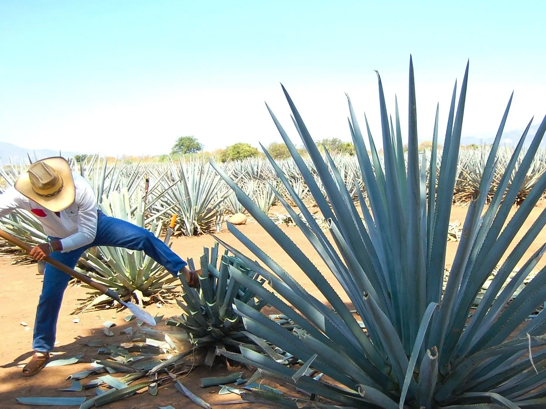 Hoy es Día del Tequila, Recetas, Curiosidades y Más