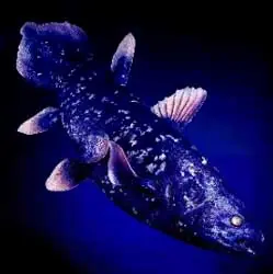 animal