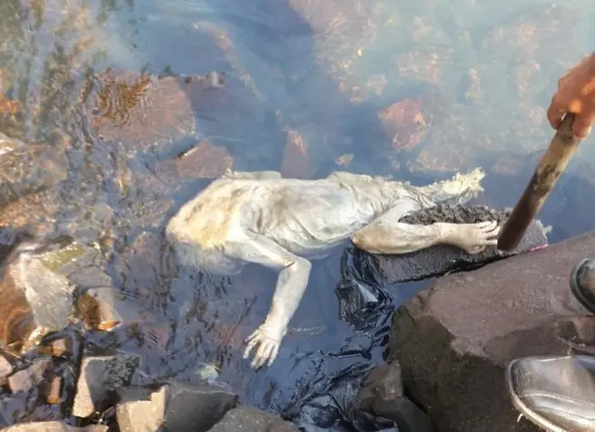 chupacabra