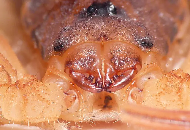 caracteristicas