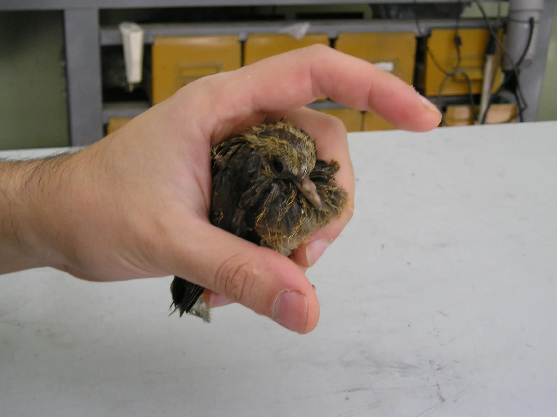 Rescato Animales y Te lo Muestro (salvar y embuchar paloma)