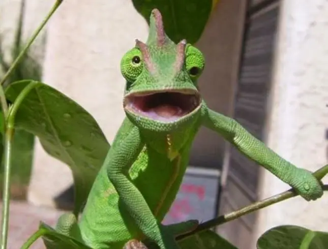 caracteristicas