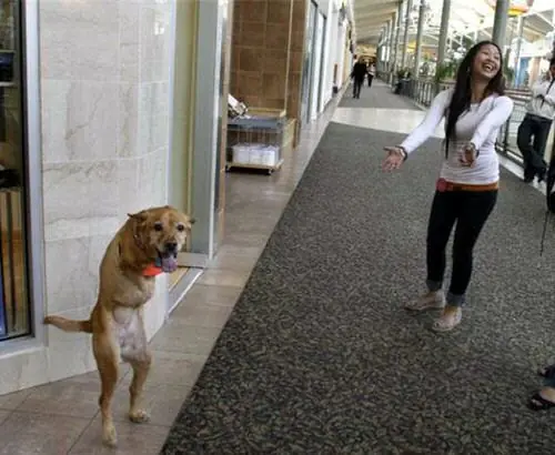 Perro Humano dos patas
