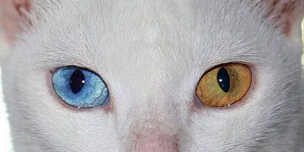 50 Datos sobre los ojos que no sabias