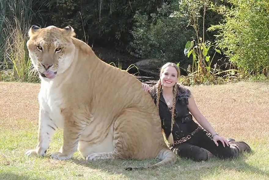 17 animales híbridos que nunca pensaste que existían