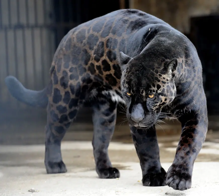 animales raros