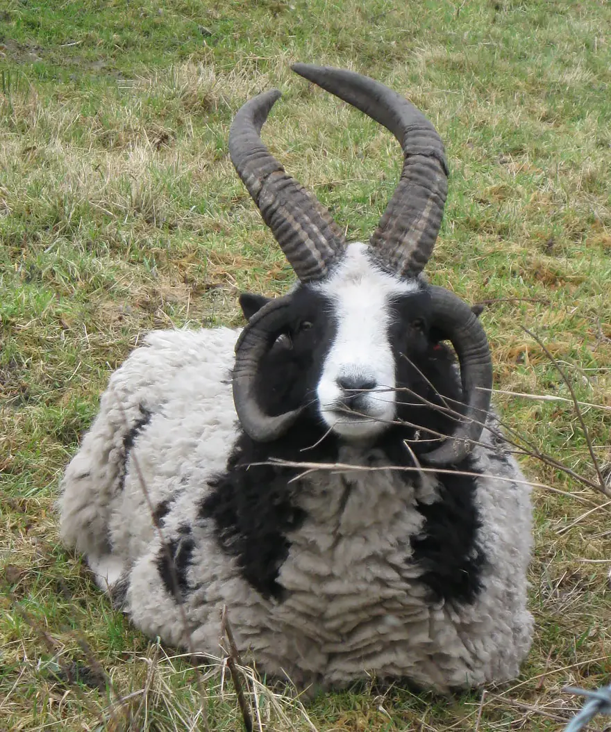 17 animales híbridos que nunca pensaste que existían