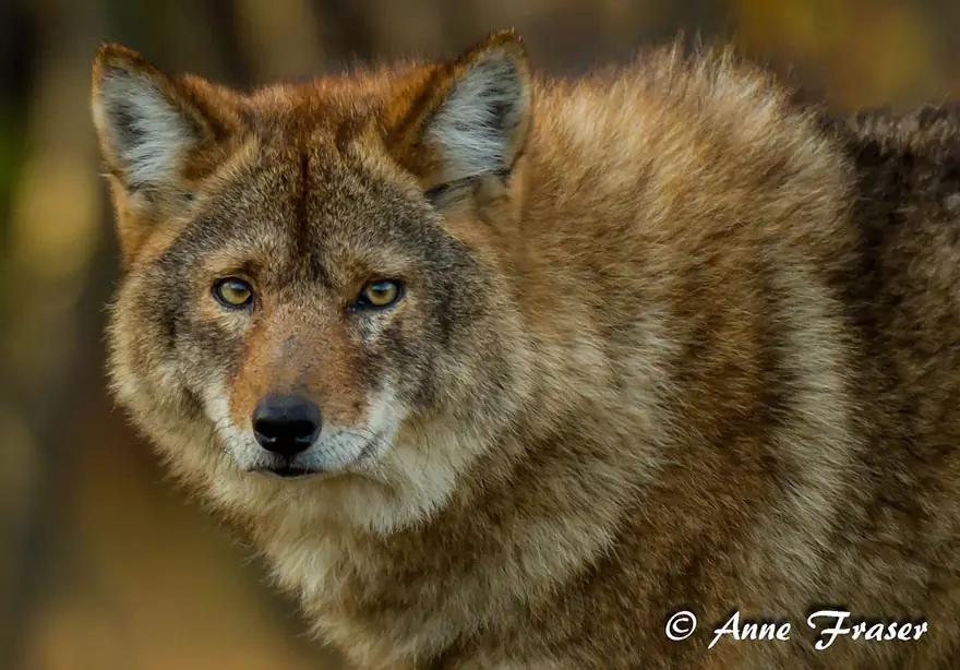 animales extranos