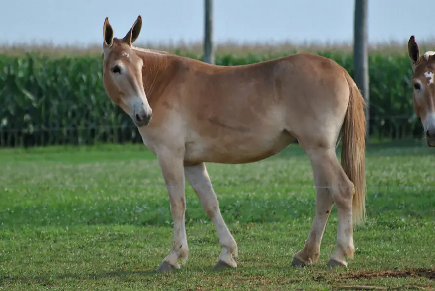 animales hibridos