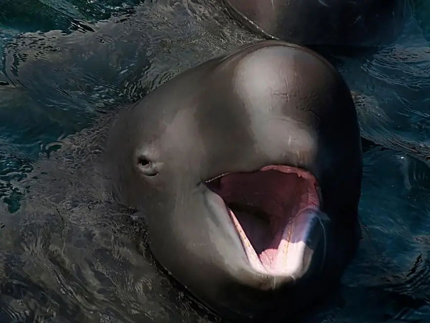 animales extranos