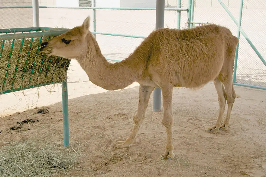 animales que existen